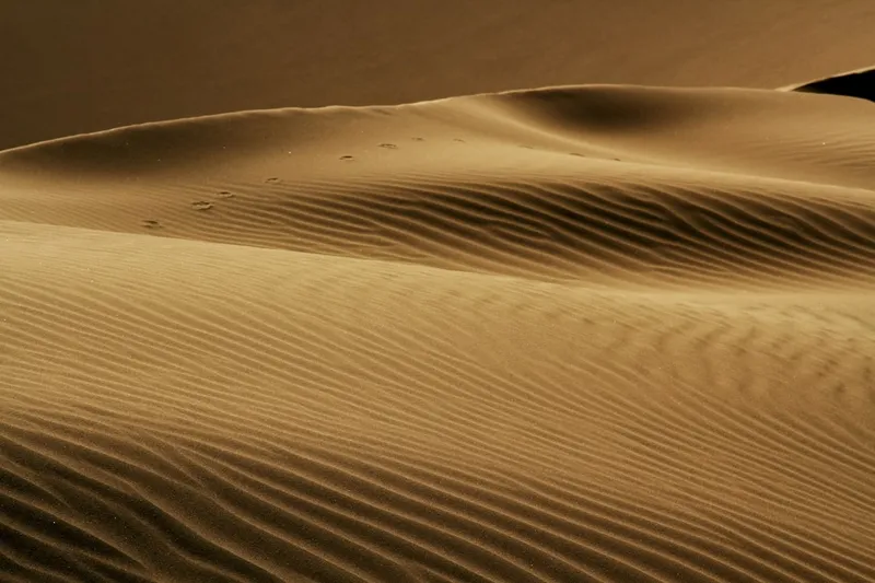 A desert landscape with sand dunes and trees.